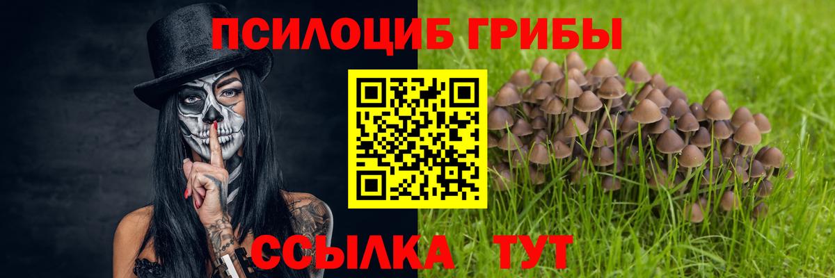 Галлюциногенные грибы Psilocybe Краснодар
